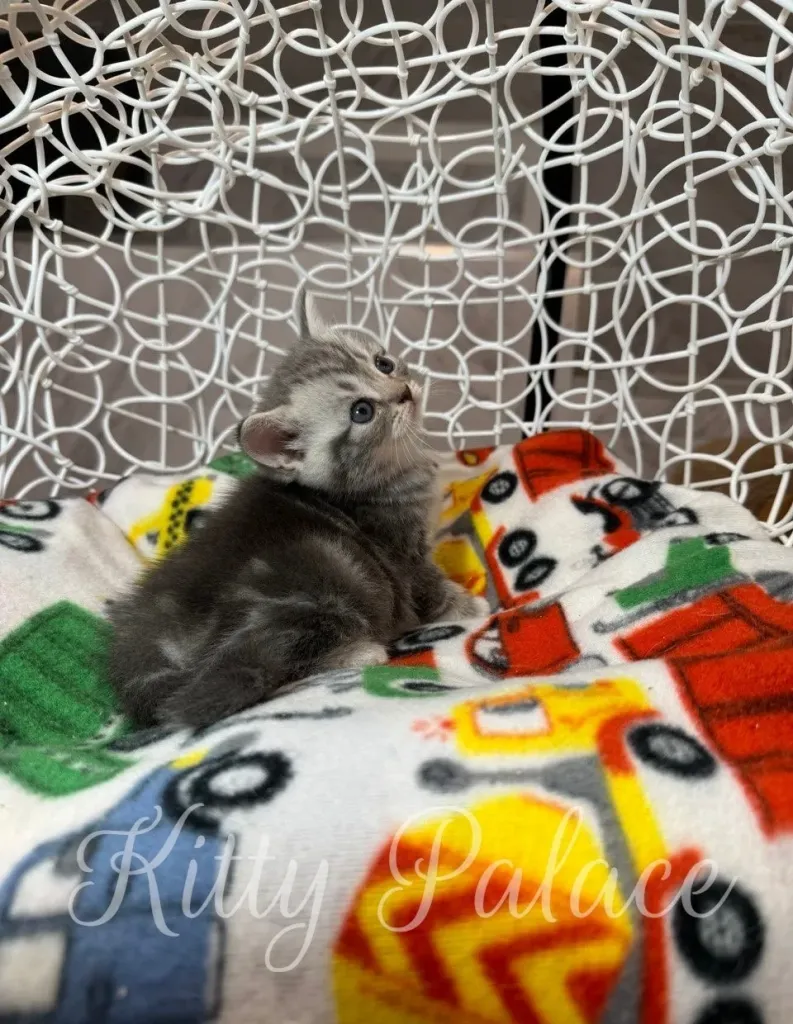 Adorable Scottish Straight kitten Jaine peeks from her house with a shiny crown on top