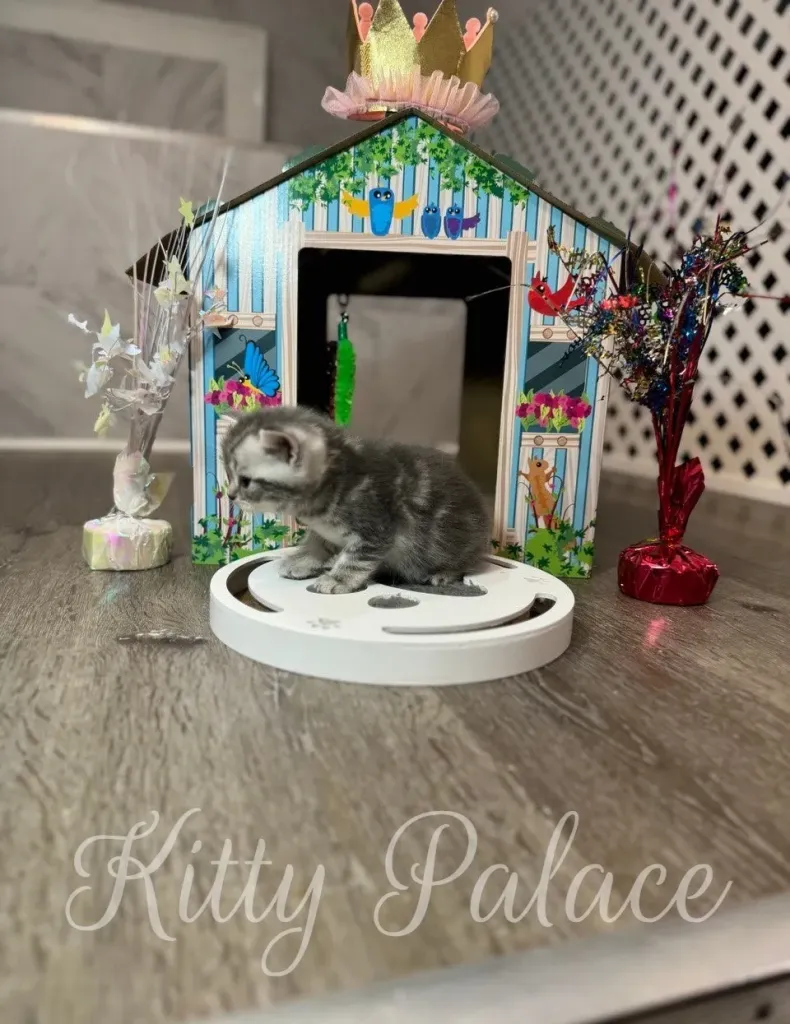 Jaine stands alert on the interactive puzzle toy near her crown-topped house