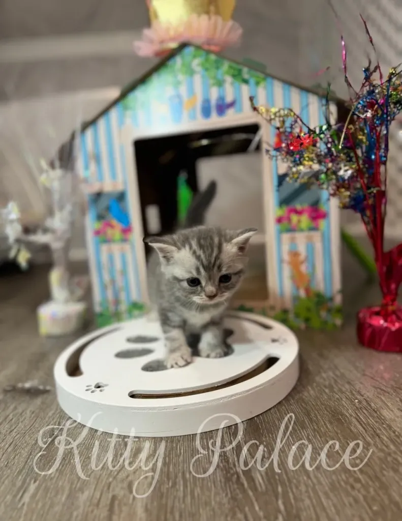 Marble-coated kitten Jaine walks along the toy circle, ears perked and alert