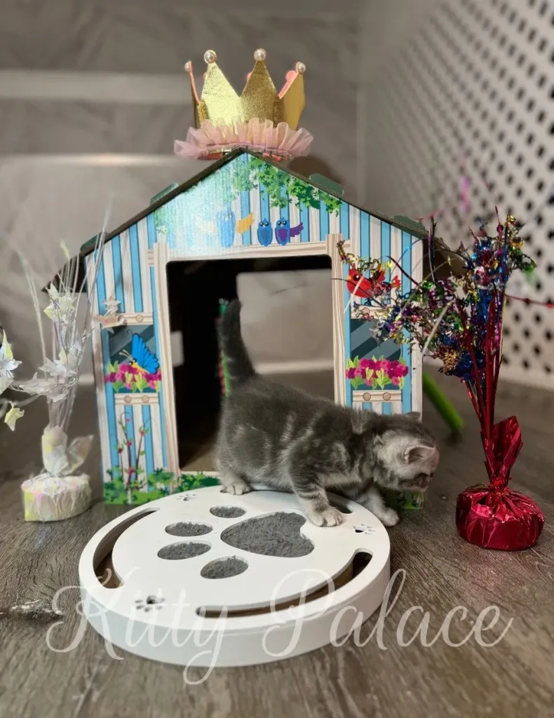 Silver chinchilla Jaine emerges from her colorful house, ready to explore