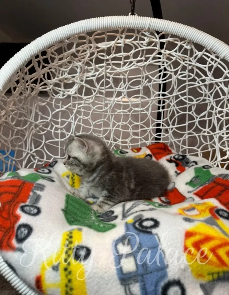 Curious silver kitten Jaine reaches her paw toward the interactive toy
