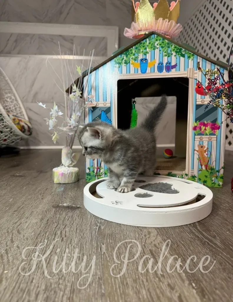 Jaine sits confidently at the edge of her playhouse, observing the room with wide eyes