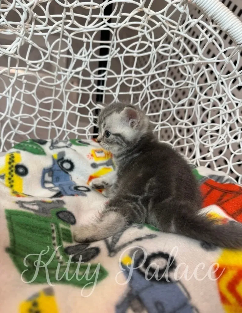Calm silver chinchilla kitten Jaine sits on the edge of her cozy playhouse (scottish straight cat near me)