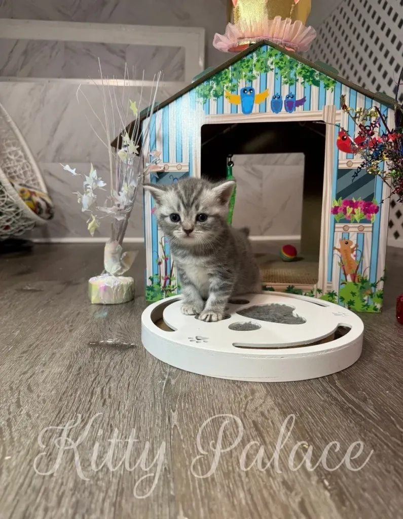 Jaine stands in the center of the frame, proudly on top of the round puzzle toy (scottish straight kitten USA)