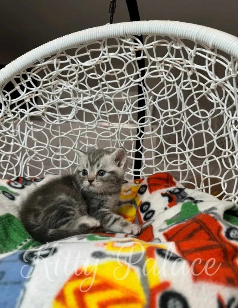 Scottish Straight kitten stretches toward hanging toy with excitement and curiosity