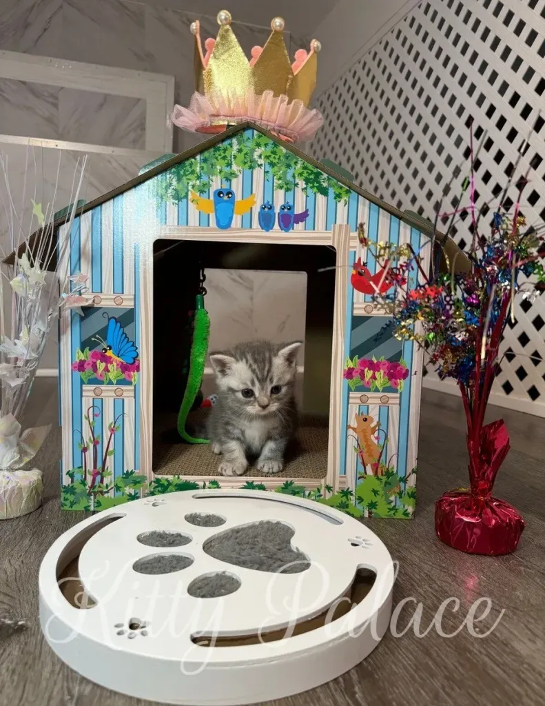 Jaine explores the white paw-shaped puzzle with cautious curiosity