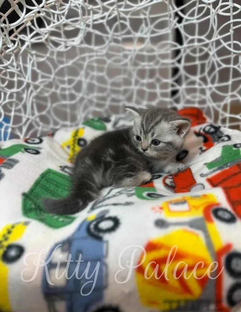 Jaine watches the green feather toy while resting inside her decorated wooden home