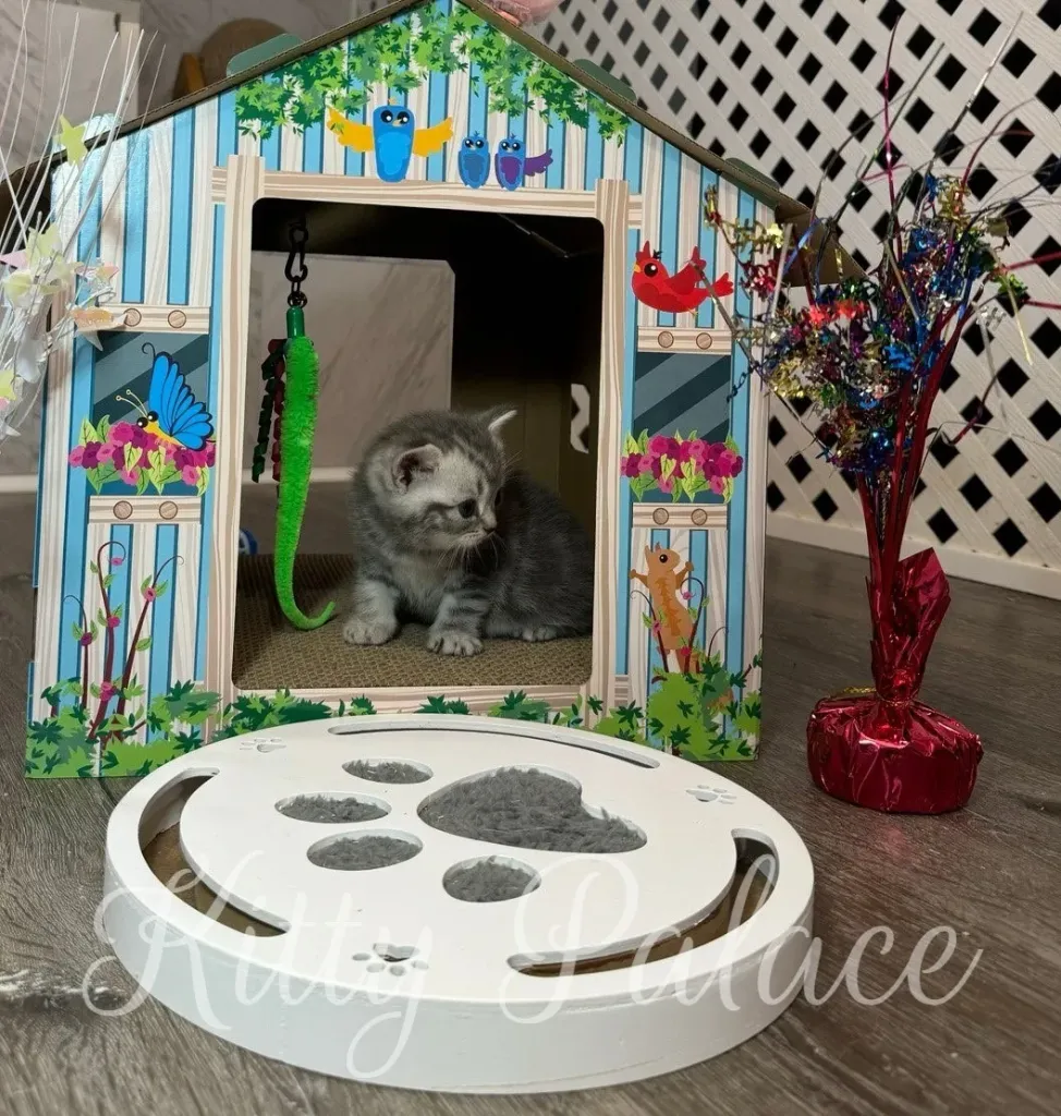 With her soft silver coat, Jaine blends into the playful indoor setting like royalty