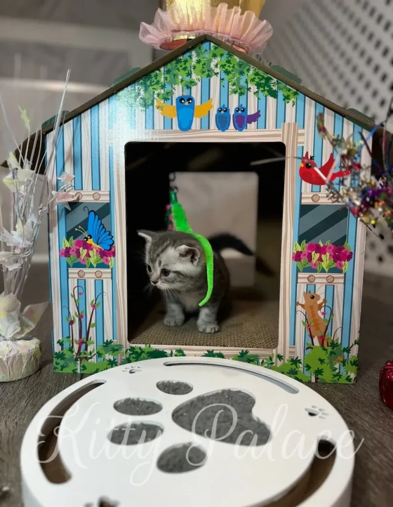 Charming Scottish Straight kitten Jaine plays under a golden crown, full of energy