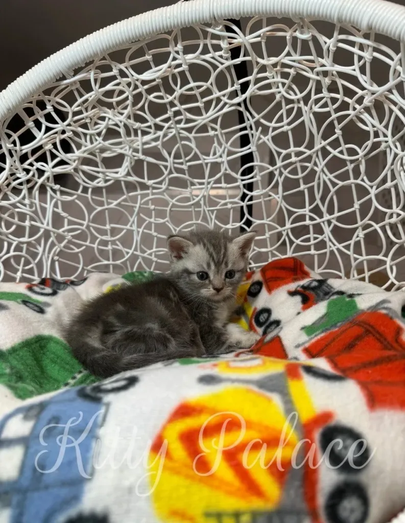 Jaine, silver marble Scottish Straight kitten steps out of her colorful playhouse with a curious gaze