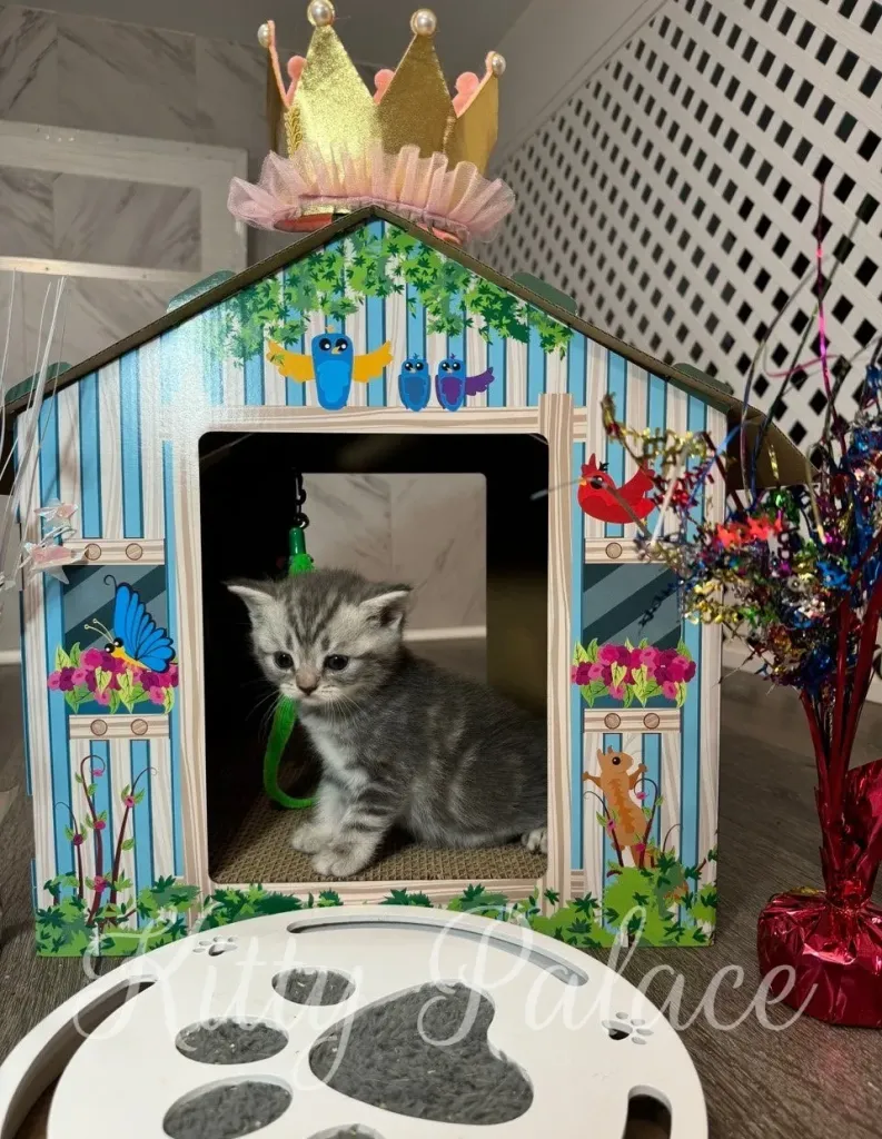 Scottish Straight cat Jaine (NY) enjoys playtime with colorful cat wands nearby
