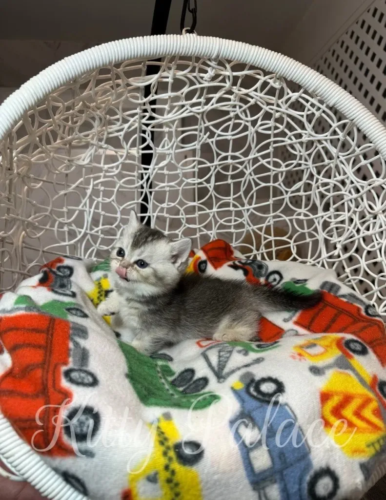 short legged cat for sale Munchkin kitten relaxes on a colorful blanket inside a white hanging chair (munchkin kittens for sale nyc)