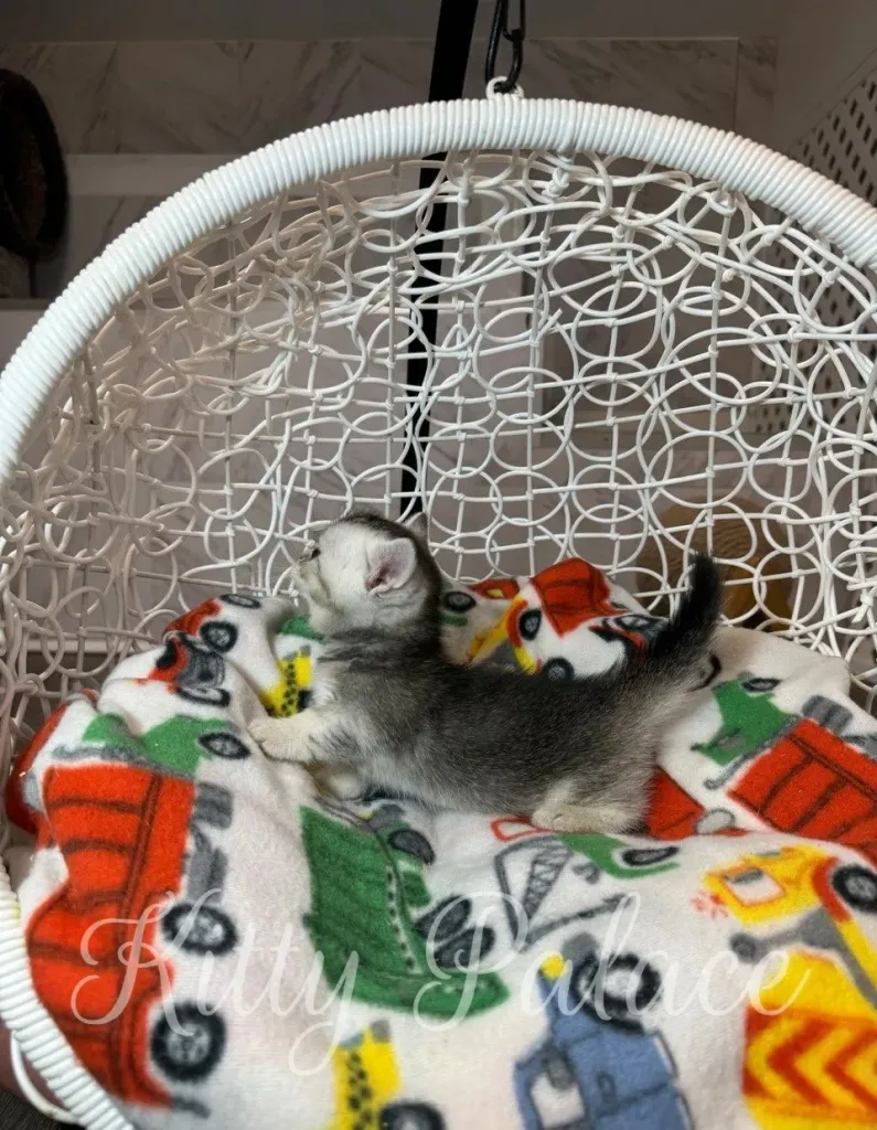 Silver chinchilla kitten stretches out comfortably on soft fleece with printed trucks and cars