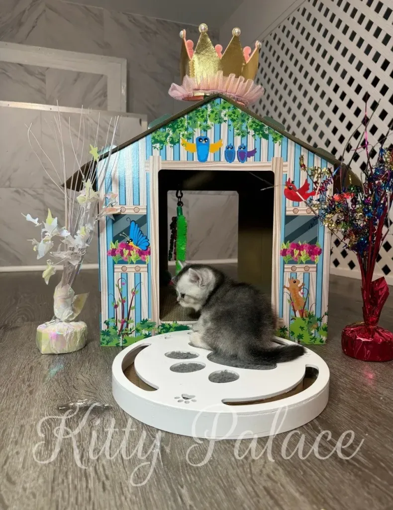Scottish Straight Munchkin kitten Layla sits on a white puzzle toy and looks curiously to the side