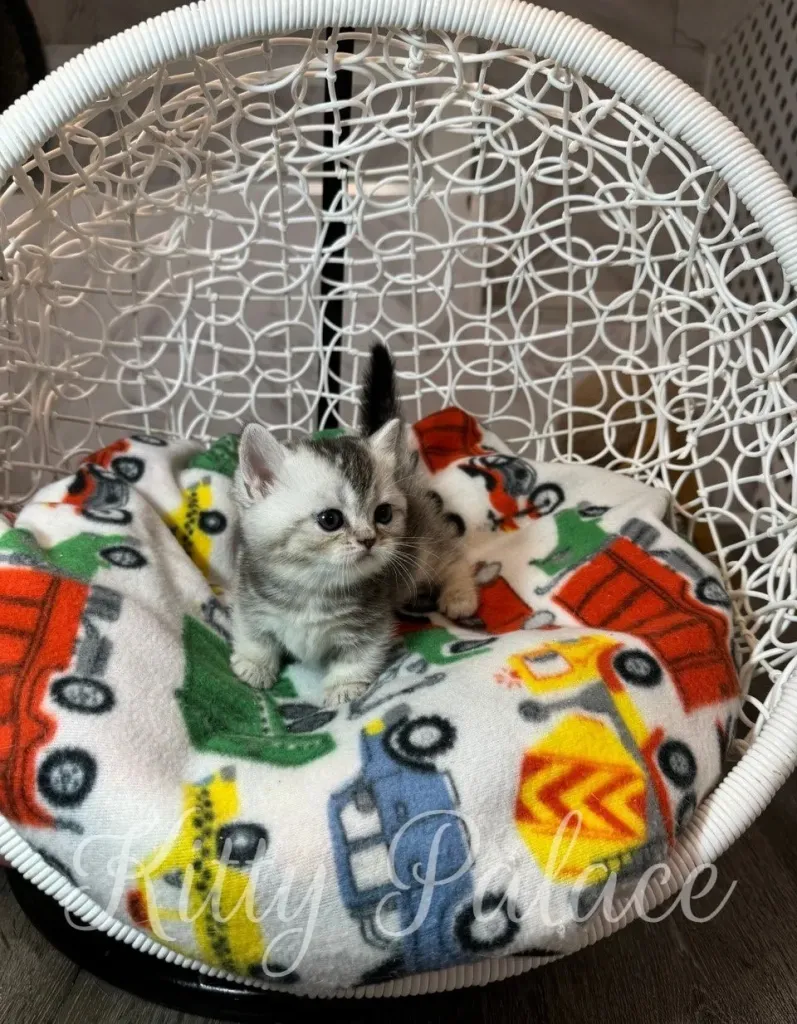 Layla sits upright on the round swing bed, watching her surroundings with curious eyes (munchkin kitten NYC)