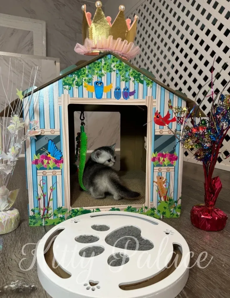 Layla turns her head inside the wooden cottage while playing with the green teaser toy