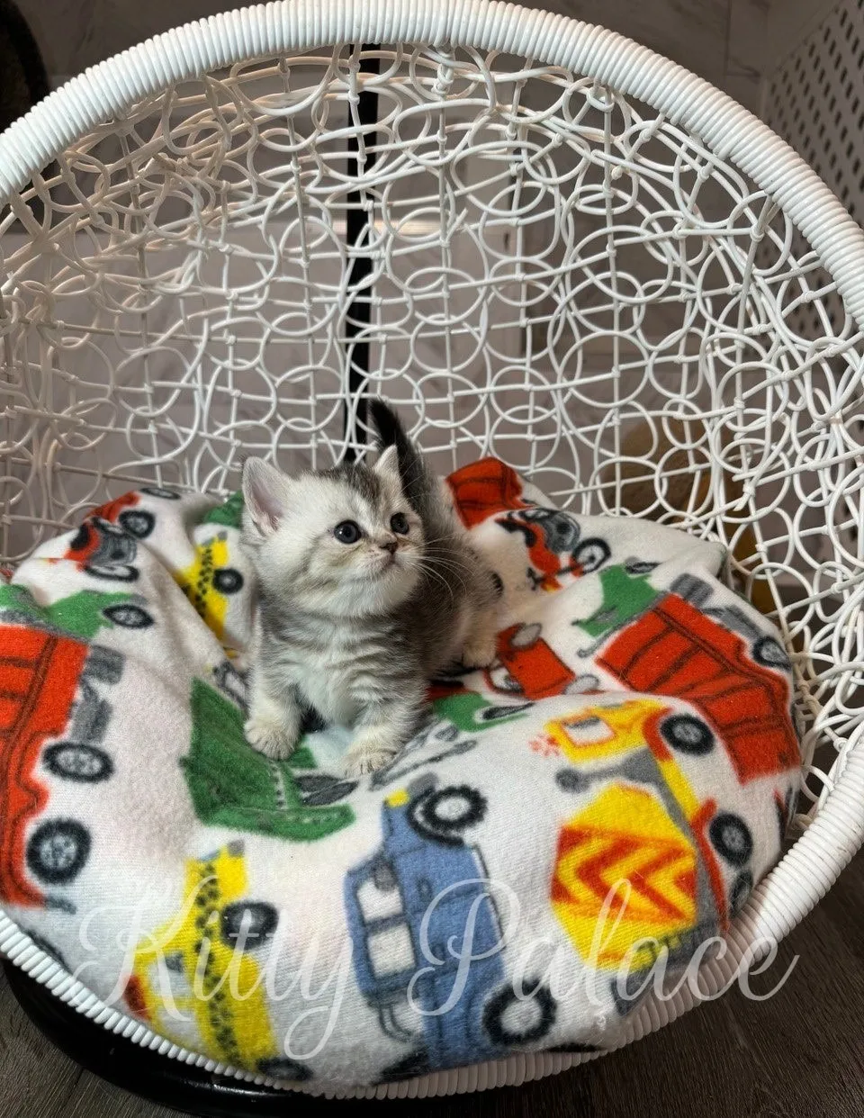 Close-up of Layla gazing upward from her cozy nest, showing off her adorable striped fur
