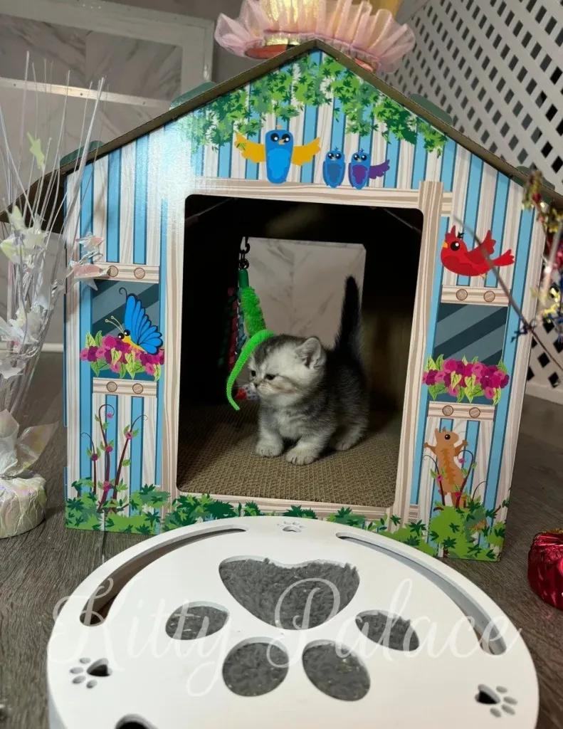 Playful black silver chinchilla kitten Layla watches the hanging toy from her house