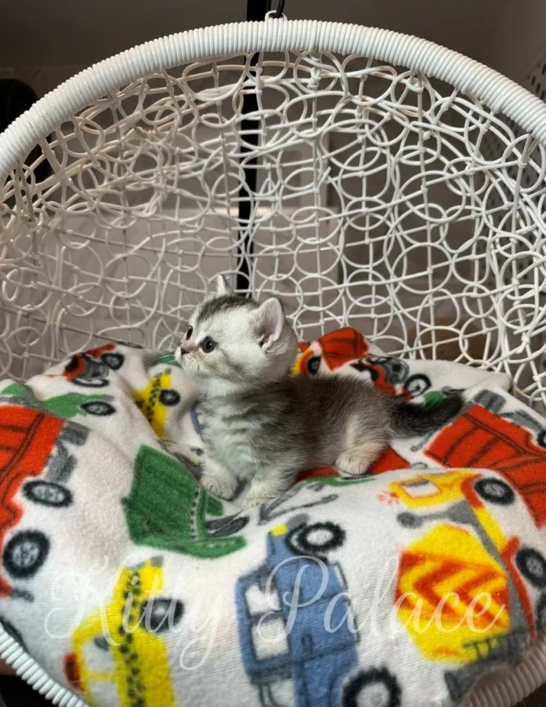 short legged cat for sale Munchkin kitten peeks around from the hammock with tiny paws placed forward (munchkin kittens for sale nyc)