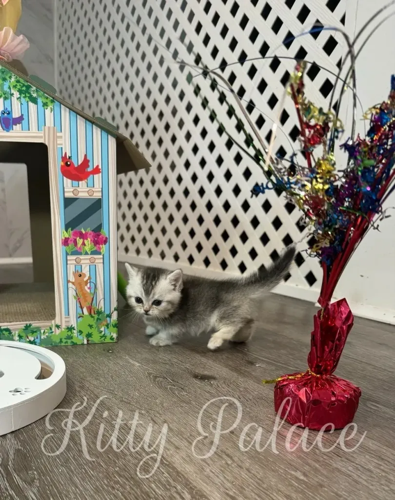 Layla explores the floor with sparkly cat wands nearby and a curious look on her face