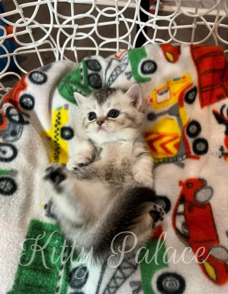 short legged cat for sale Munchkin kitten Layla plays belly-up, showing her spotted tummy and pink paws