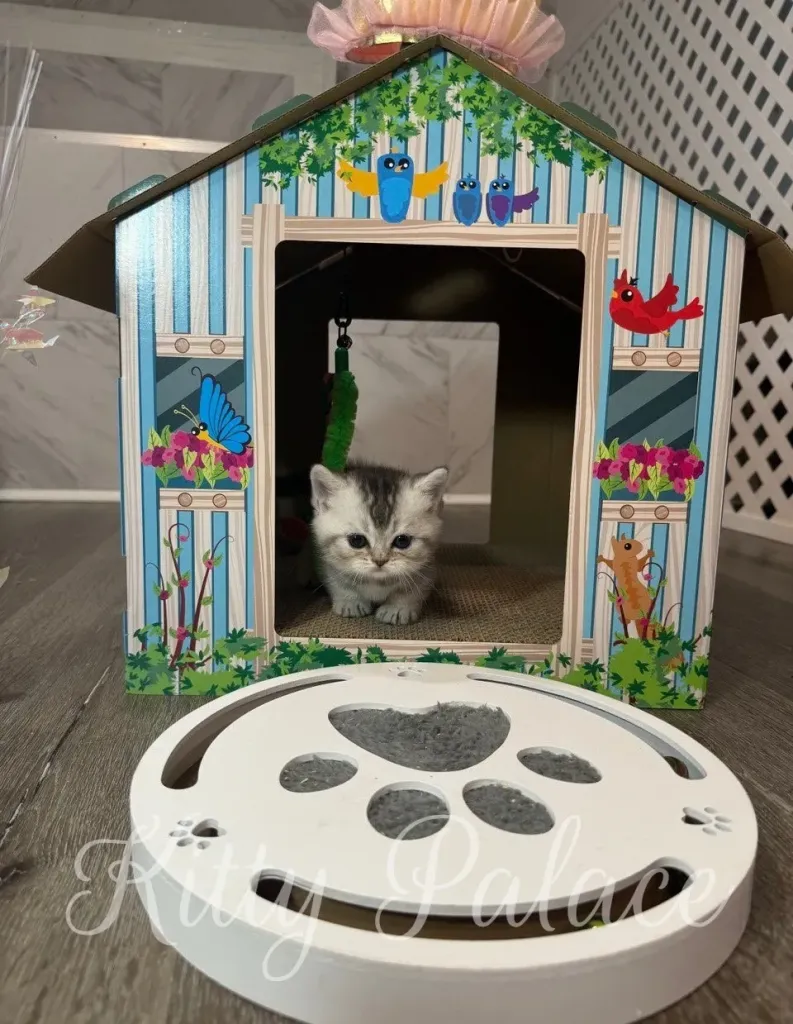 short legged cat for sale Munchkin kitten Layla gazes calmly out from her playhouse doorway (munchkin kitten NYC)