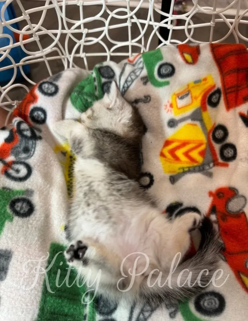 Silver chinchilla kitten Layla naps peacefully on her back, surrounded by toy truck patterns