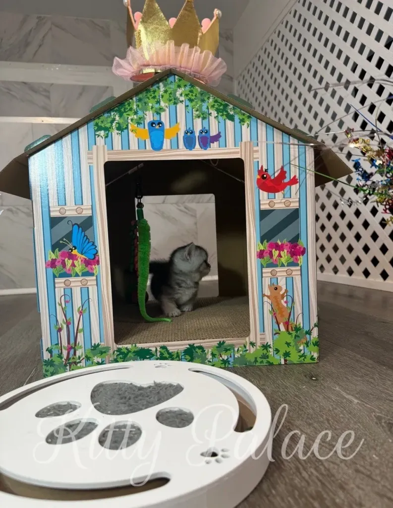 Layla looks upward with interest inside her crown-topped kitten house (munchkin kittens for sale nyc)