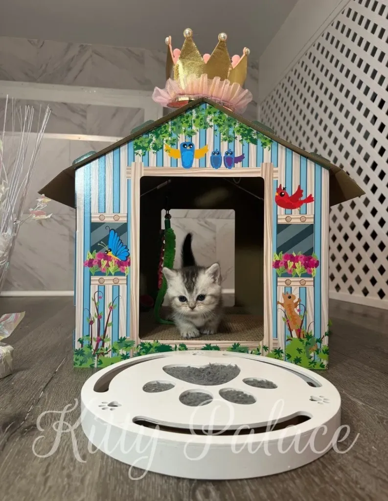 Layla, silver chinchilla Munchkin kitten, stands proudly at the entrance of her colorful playhouse (munchkin kittens for sale NYC)