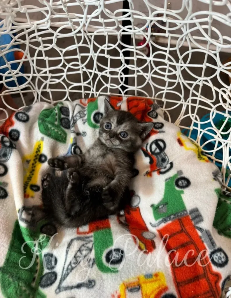 Marshall relaxing on his blanket with a playful pose.