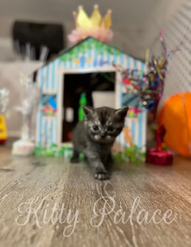 Kitten standing in front of a colorful playhouse with a crown on top.