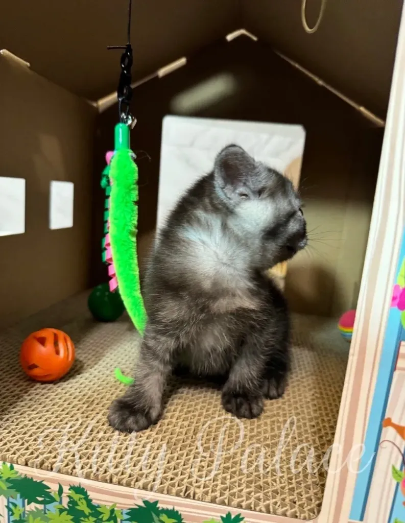 Scottish straight for sale Marshall the kitten playing with a round cat toy next to a colorful playhouse.