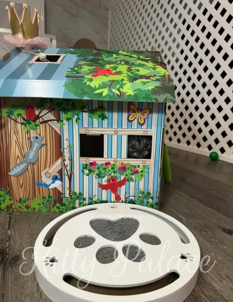 Marshall the Scottish Straight kitten relaxing inside a colorful playhouse with a crown on top.