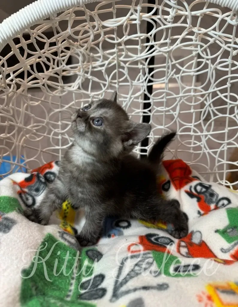 Cute Scottish Straight kitten, Marshall, playfully exploring his surroundings.