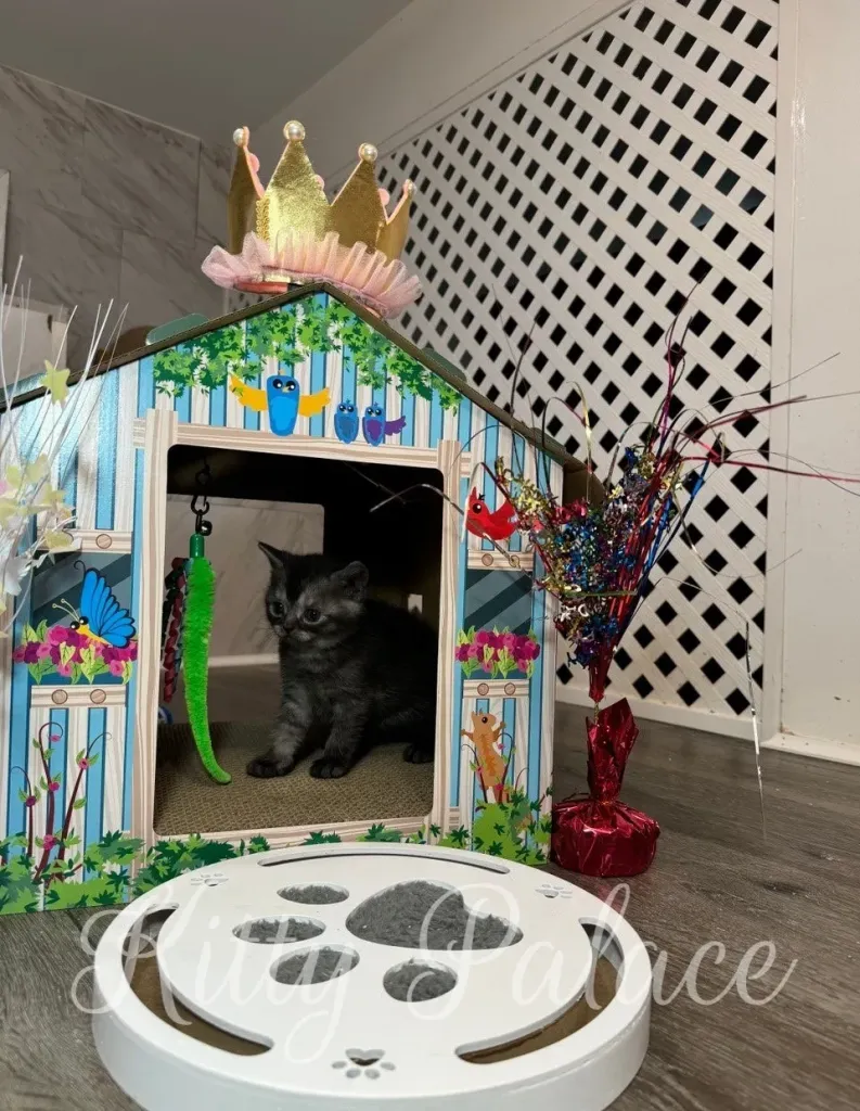 Marshall the Scottish Straight kitten looking curiously from inside the colorful playhouse.