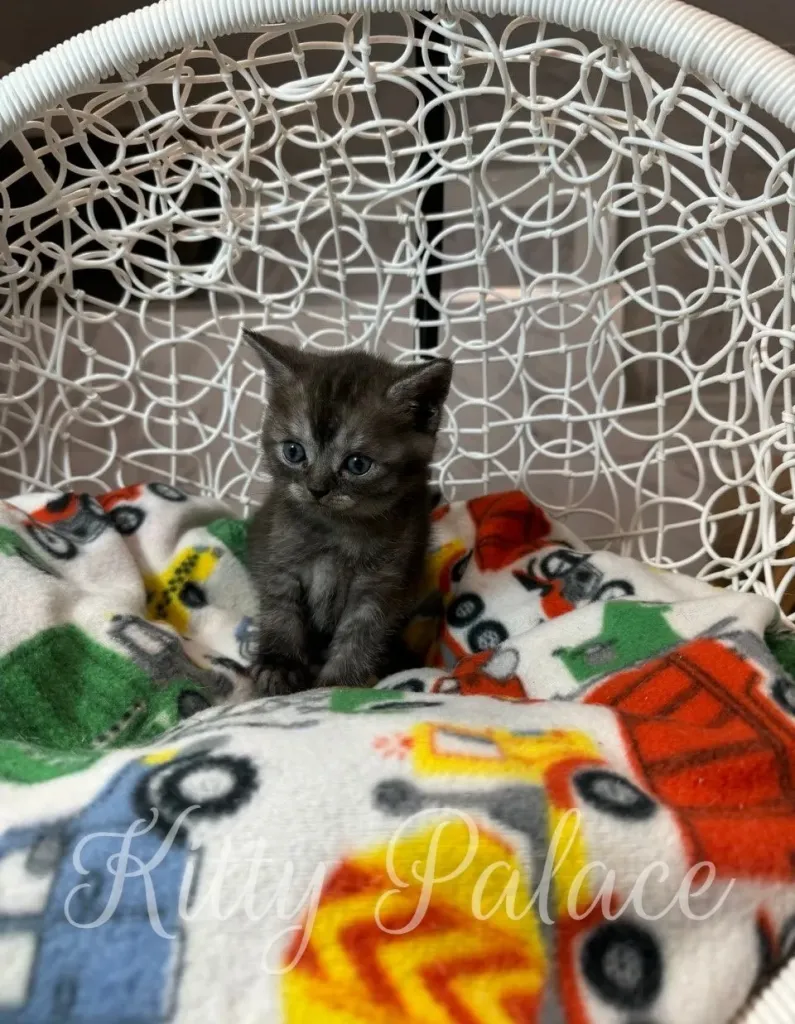 Marshall, the Black Smoke Scottish Straight kitten, sitting up with curiosity.