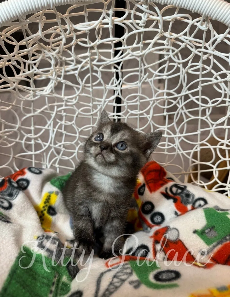 Close-up of Marshall, a Scottish Straight Black Smoke kitten, gazing upwards.