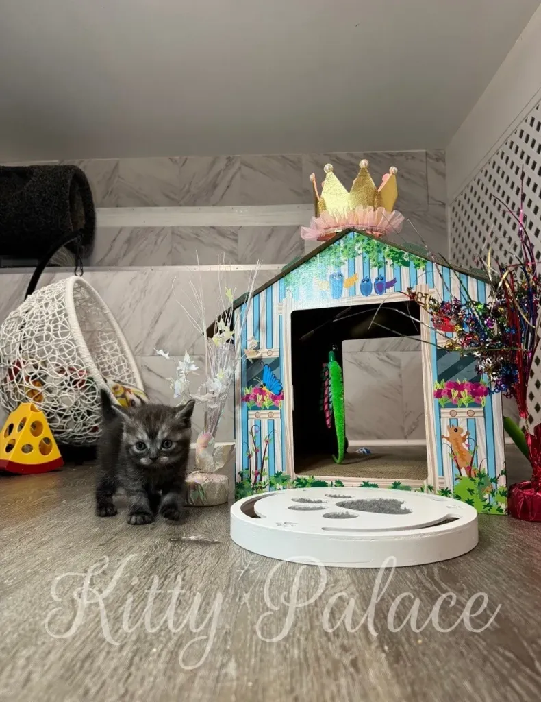 Marshall kitten inside the playhouse, playing with a ball and looking at the camera.
