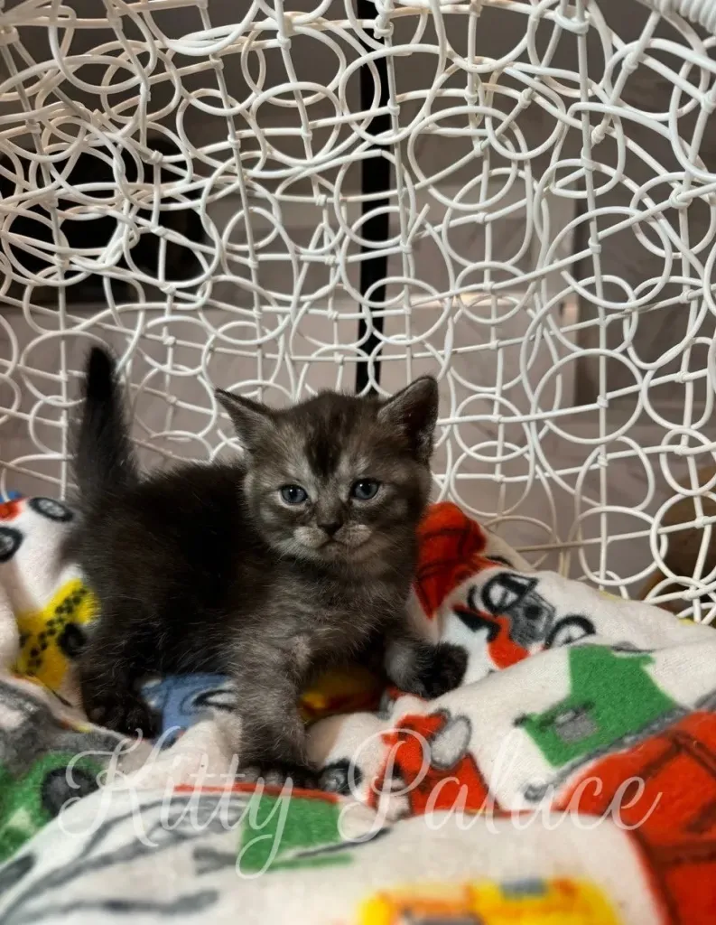 Scottish Straight Male Marshall with bright eyes, playing with his toys.
