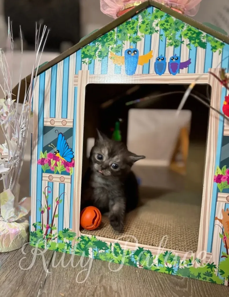 Kitten standing inside a decorated playhouse with a crown and toys nearby.