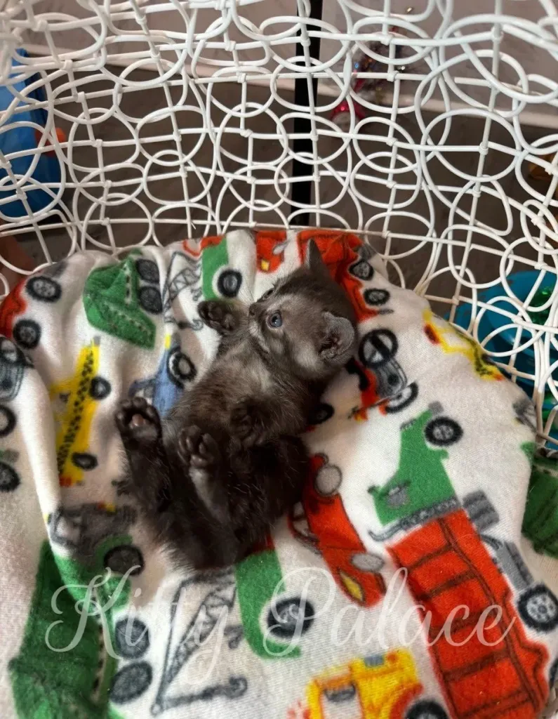 Marshall, Scottish Straight kitten, exploring his new environment with playful energy.