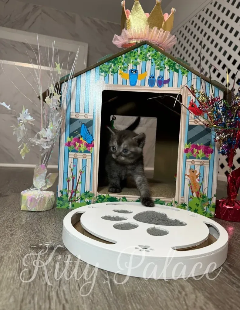 Marshall the Scottish Straight kitten exploring and playing near the colorful playhouse and cat toys.