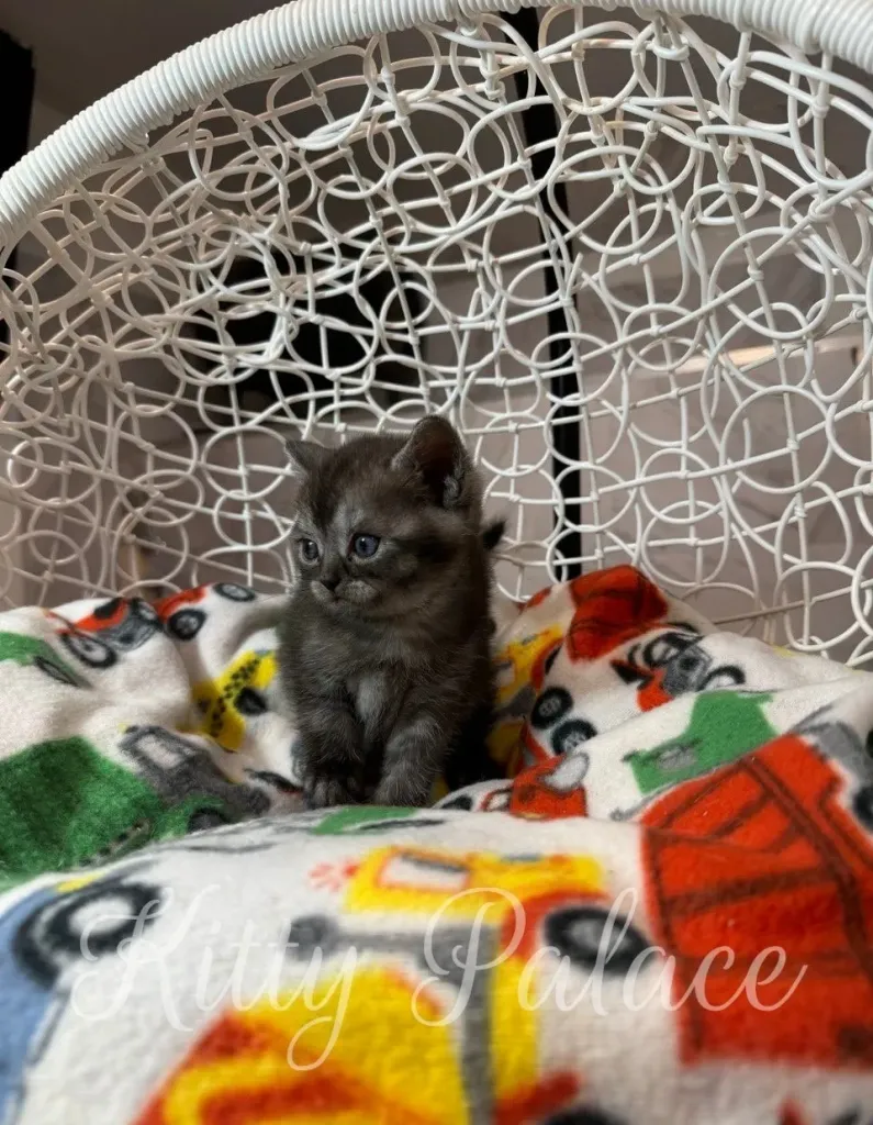 Marshall, the Black Smoke Scottish Straight kitten, walking confidently in his play area.