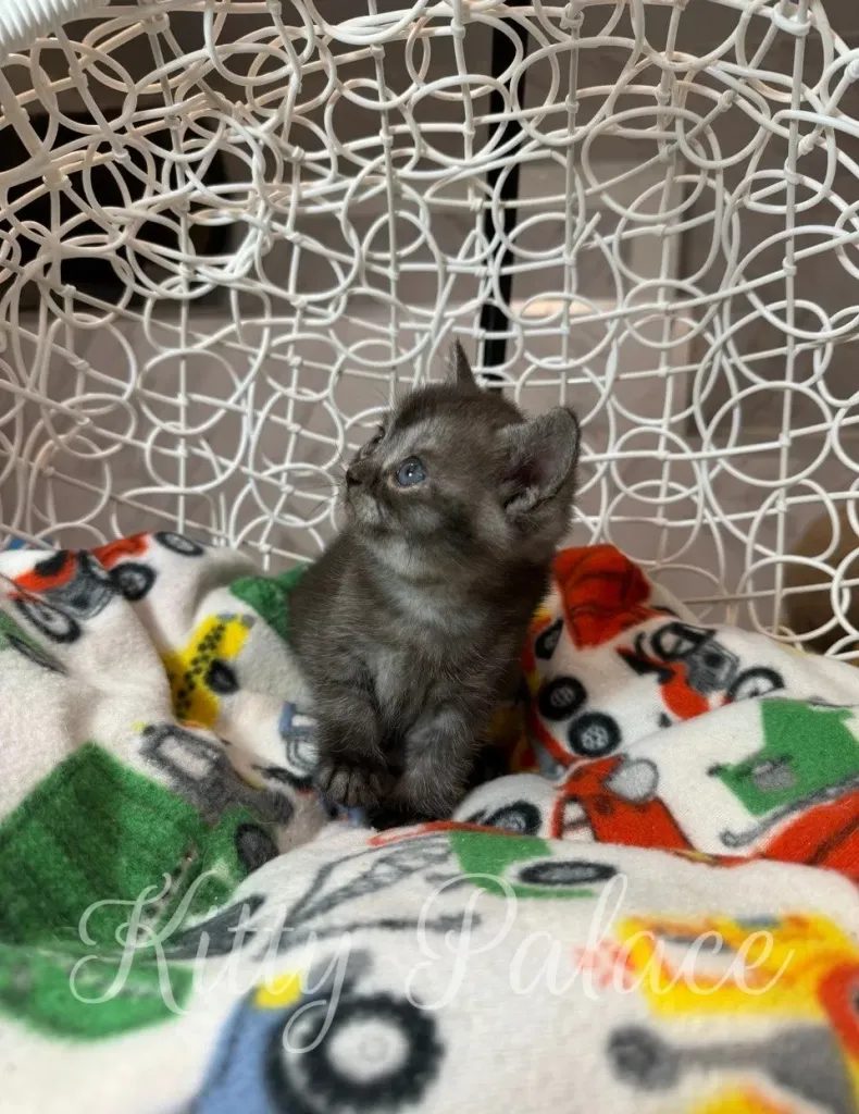 Marshall in a playful pose, showcasing his adorable nature.