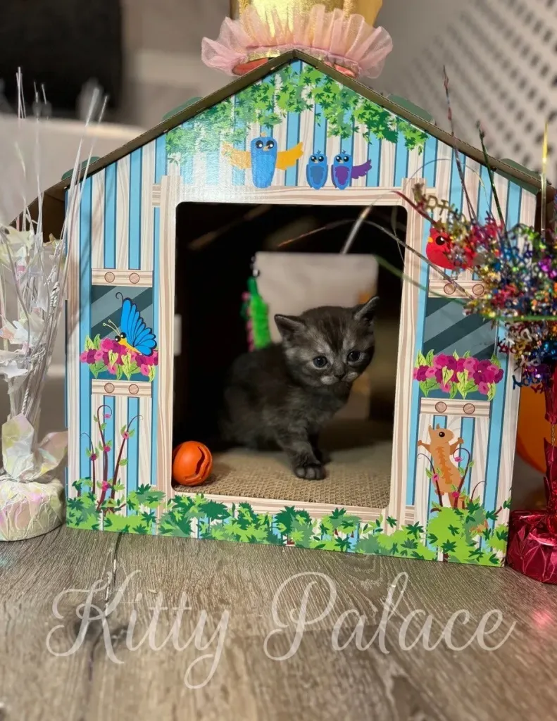 Kitten exploring around the playhouse with colorful decorations.
