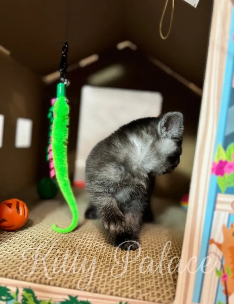 Marshall the Scottish Straight kitten peeking out from inside the colorful playhouse with a ball nearby.