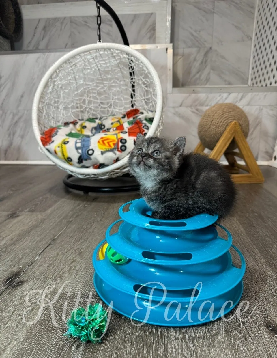 Munchkin Cat for Sale NYC sitting alertly with blue toy in the foreground.
