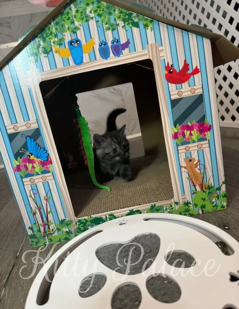 Munchkin kitten with rare black smoke coat resting on top of a spiral toy.