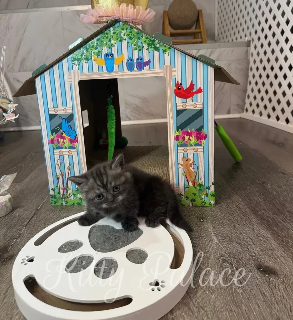 Tiny kitten Nicta climbing the blue toy tower with focus and playfulness.