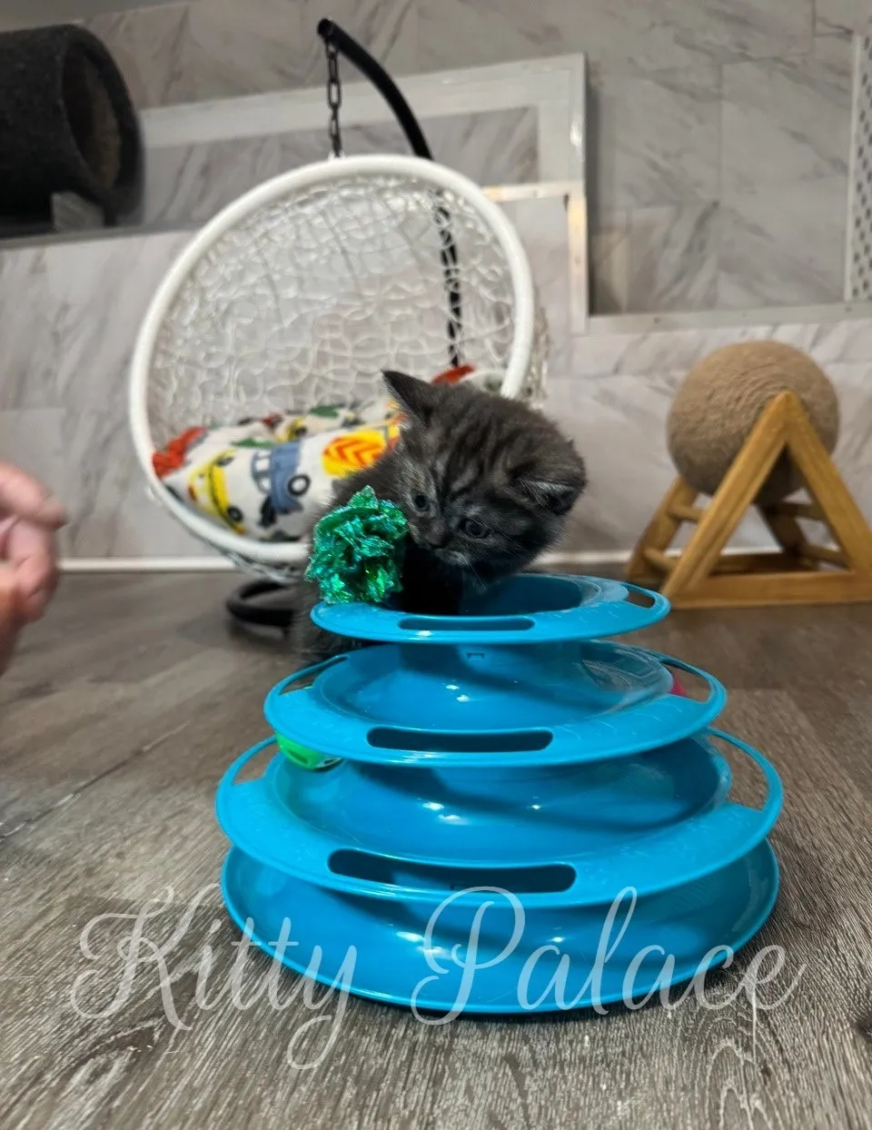 Munchkin Cat for Sale NYC looking curious while sniffing a green foil ball.